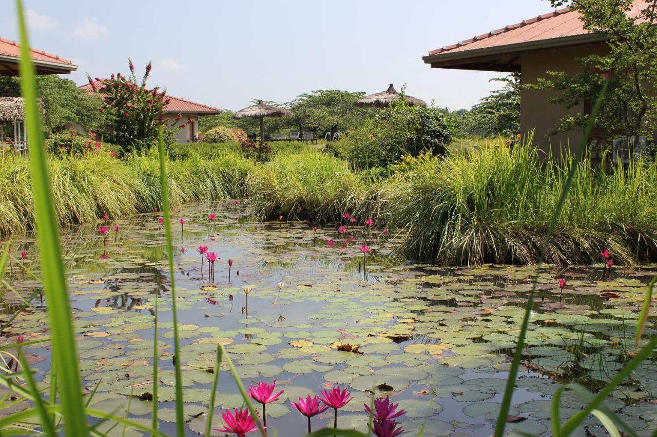 Hibiscus Garden Hotel Tissamaharama Kültér fotó